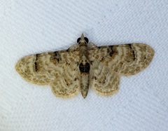 Gymnoscelis admixtaria