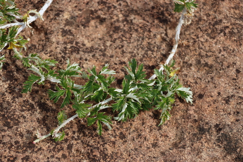 Rubus ludwigii, photograph 3