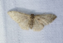 Idaea costiguttata