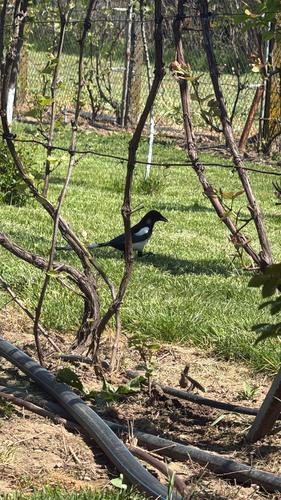 Eurasian Magpie