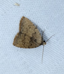 Anachrostis