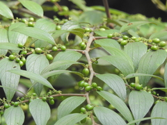 Ziziphus oenopolia