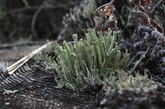 Cladonia umbricola