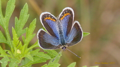 Plebejus samuelis