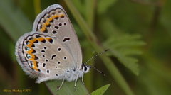 Plebejus samuelis