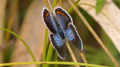 Plebejus samuelis