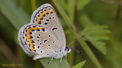 Plebejus samuelis