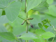 Mucuna pruriens