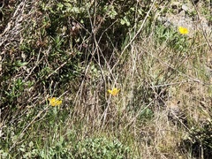 Eschscholzia californica maritima