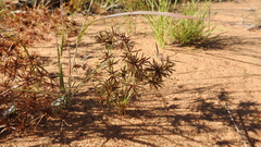 Cyperus castaneus