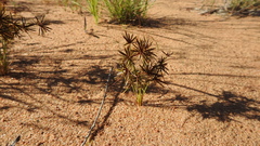 Cyperus castaneus