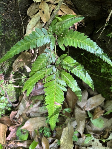 East Indian holly fern