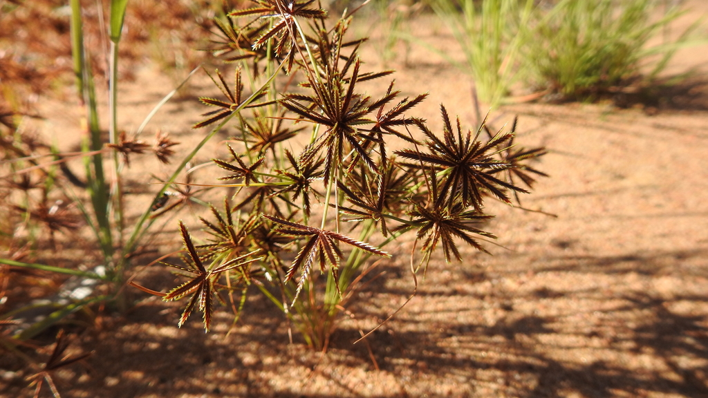 Cyperus castaneus (Cyperus castaneus)