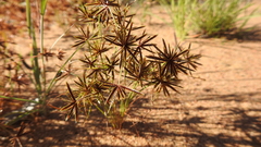 Cyperus castaneus