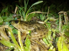 Euphlyctis cyanophlyctis