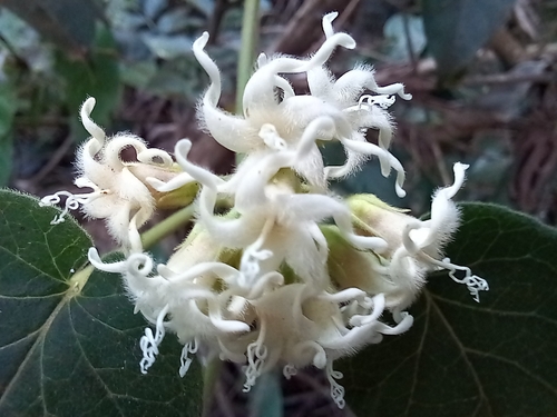 Oxypetalum erianthum