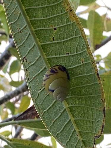 Amphidromus perversus