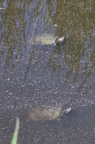 Trachemys scripta elegans