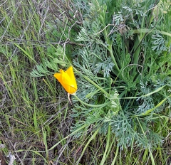 Eschscholzia californica