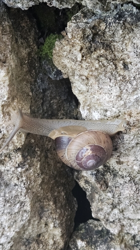 Asperitas sparsa
