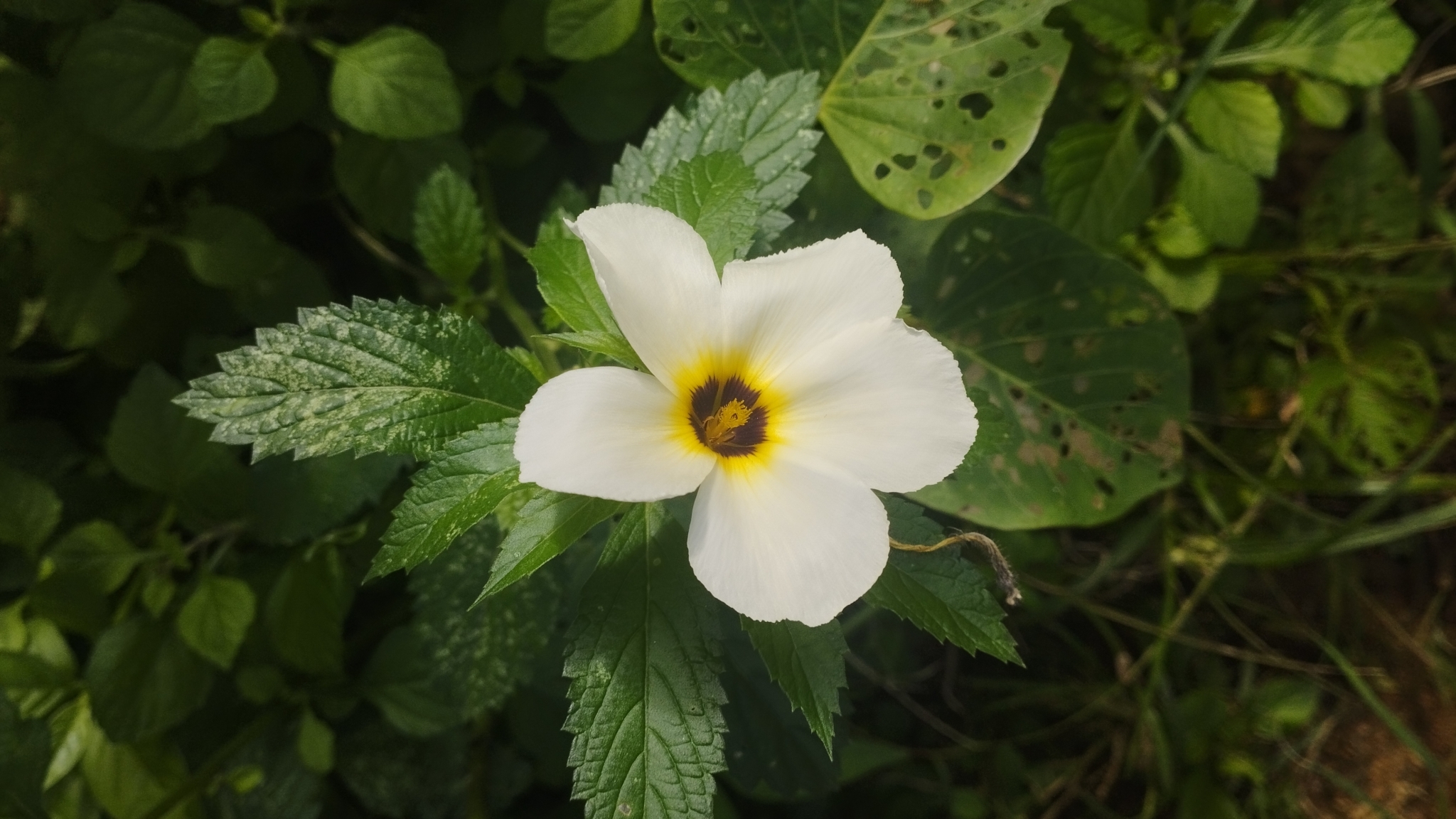 Turnera subulata