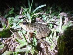 Euphlyctis cyanophlyctis