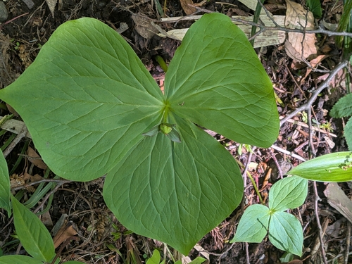 Trillium apetalon, photograph 4