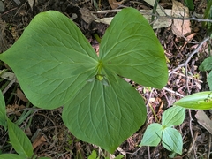 Trillium apetalon, photograph (c) plant 0302, some rights reserved (CC BY)