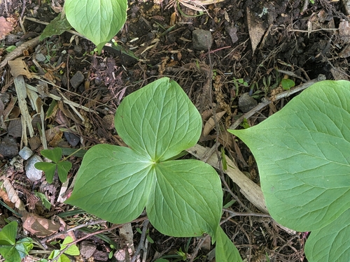 Trillium apetalon, photograph 5
