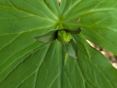 Trillium apetalon, photograph (c) plant 0302, some rights reserved (CC BY)