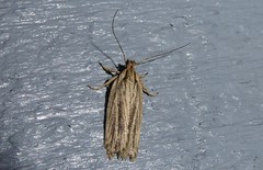 Agonopterix umbellana
