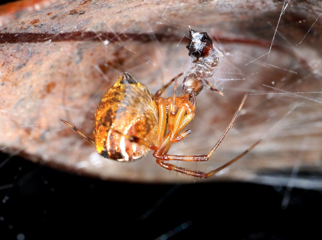 Parasteatoda celsabdomina