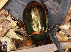 Anomala russiventris