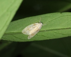 Schistophleps bipuncta