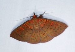 Singara diversalis