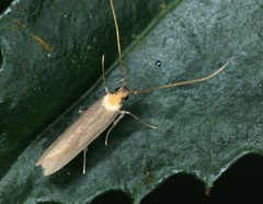 Tegenocharis tenebrans