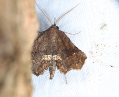 Throana pectinifer