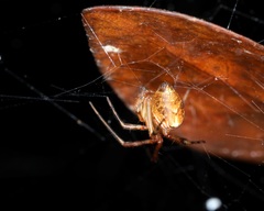 Parasteatoda celsabdomina