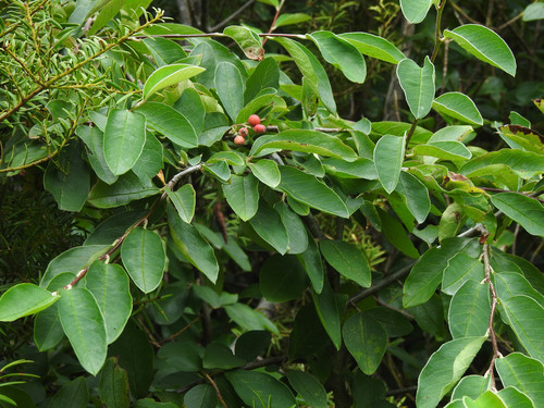 Cotoneaster frigidus, photograph 3