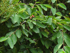 Cotoneaster frigidus