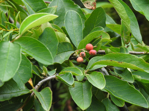 Cotoneaster frigidus, photograph 2