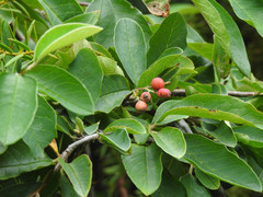 Cotoneaster frigidus