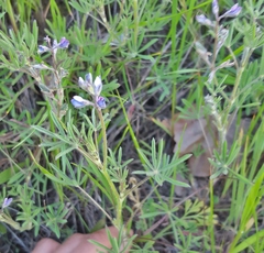 Lupinus bicolor