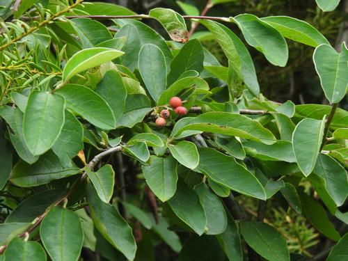 Cotoneaster frigidus, photograph 4