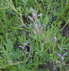 Lupinus bicolor