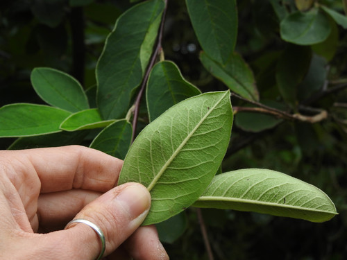Cotoneaster frigidus, photograph 5