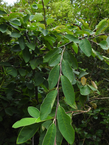 Cotoneaster frigidus, photograph 6