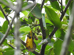 Cotoneaster frigidus