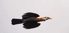 Sumba Hornbill photo 5