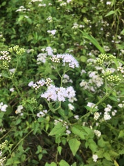 Fleischmannia pycnocephala